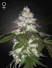 MILKY DREAMS - fem - - GREEN HOUSE SEED CO