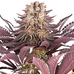 MIMOSA X ORANGE PUNCH AUTO  - BARNEY'S FARM