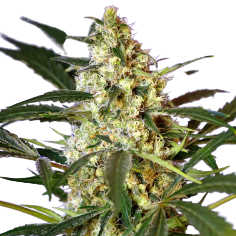 FAST BUD #2 AUTO