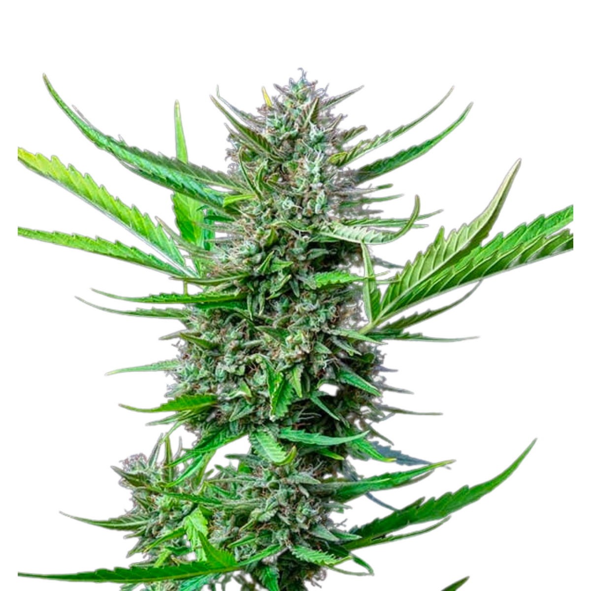 MIMOSA AUTO