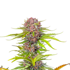 MIMOSA BRUCE BANNER XL AUTO