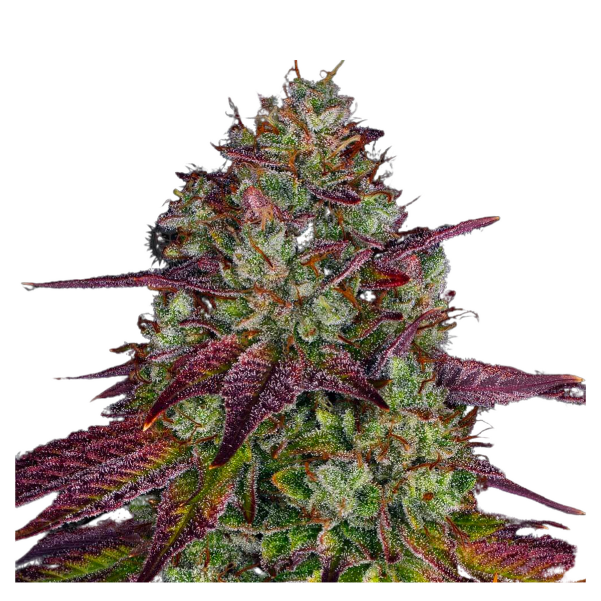 MIMOSA EVO  - BARNEY'S FARM