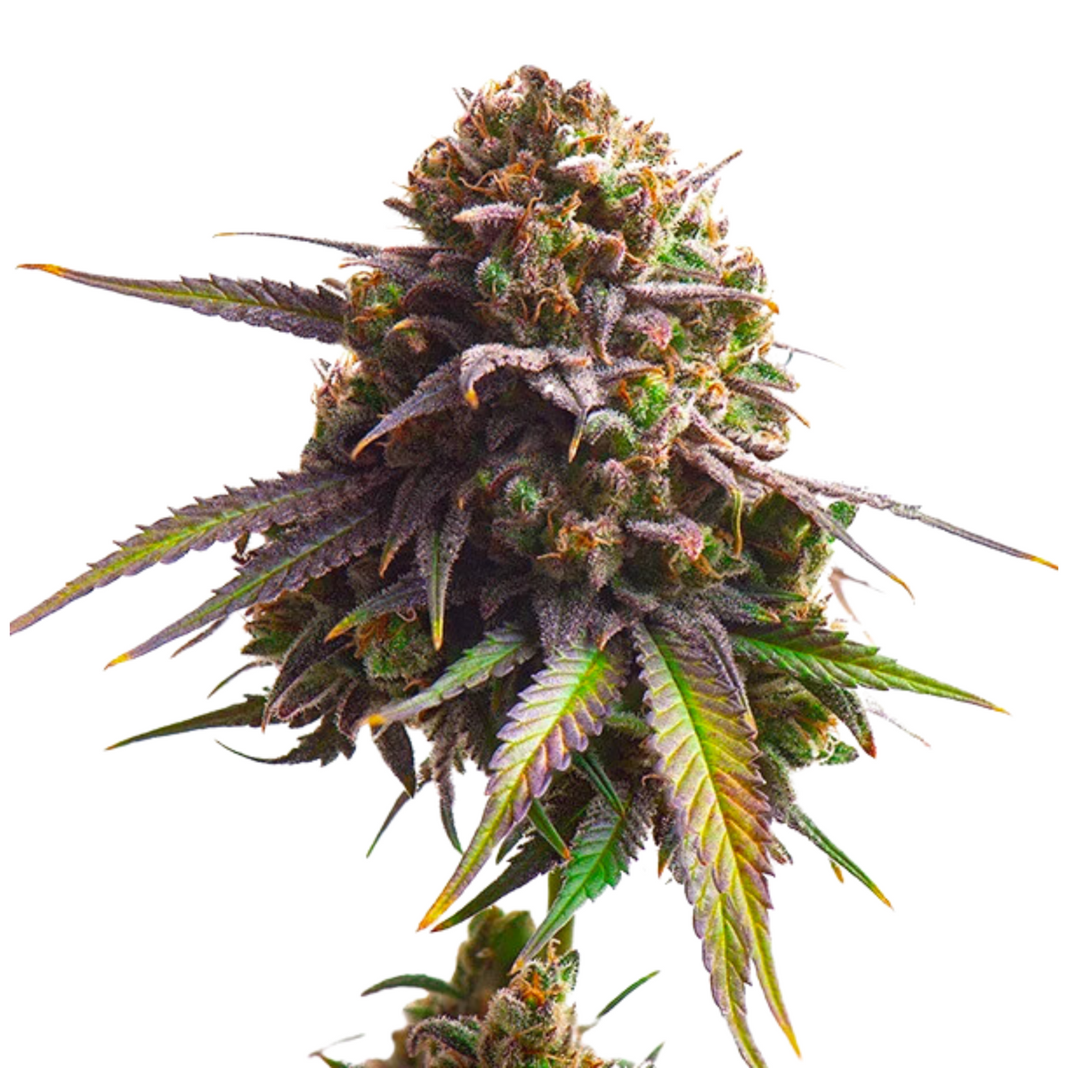 MIMOSA FEM