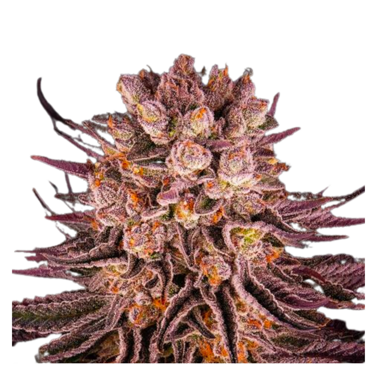 MIMOSA X ORANGE PUNCH Fem  - BARNEY'S FARM