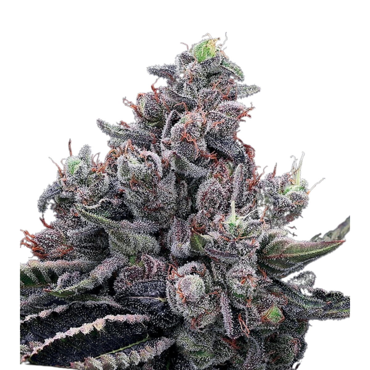 MOB BOSS – ANESIA SEEDS
