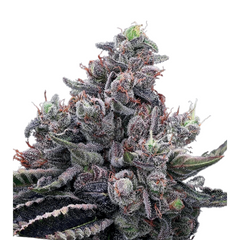 MOB BOSS – ANESIA SEEDS