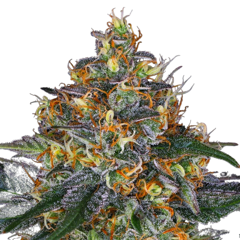 ORIGINAL MOBY DICK AUTO - 420 FASTBUDS