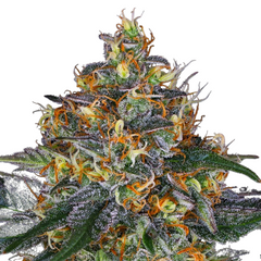 ORIGINAL MOBY DICK AUTO - 420 FASTBUDS