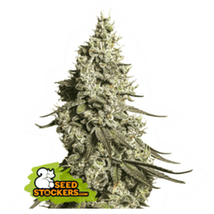 MOBY DICK AUTO