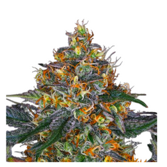 MOBY DICK AUTO  - BARNEY'S FARM