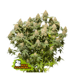 MOBY DICK FEM