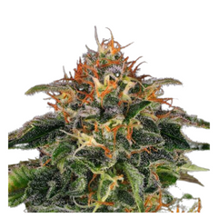 MOBY DICK  - BARNEY'S FARM