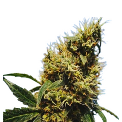 MOTHER GORILLA FEM
