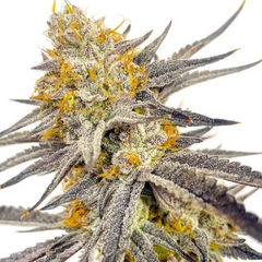 Mimosa Cake Auto - 420 FASTBUDS