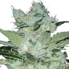 NEVILLE'S HAZE (FEMINISED) - GREEN HOUSE SEED CO