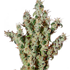 NL5 HAZE MIST (FEMINISED) - GREEN HOUSE SEED CO