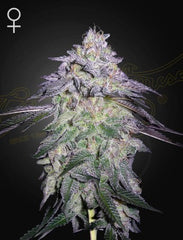 NORI CAKE: - Green House Seeds Co.