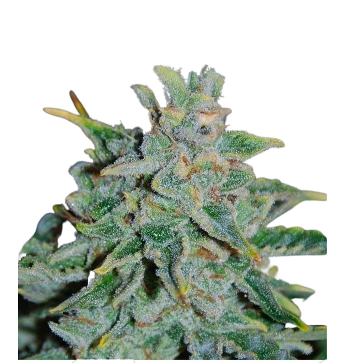 NORTHERN LIGHT BLUE AUTO  - DELICIOUS SEEDS.