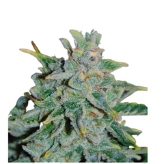 NORTHERN LIGHT BLUE AUTO  - DELICIOUS SEEDS.