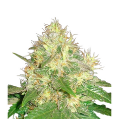 NORTHERN LIGHT BLUE  - DELICIOUS SEEDS.
