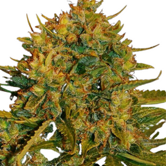 ORIGINAL NORTHERN LIGHTS AUTO - 420 FASTBUDS