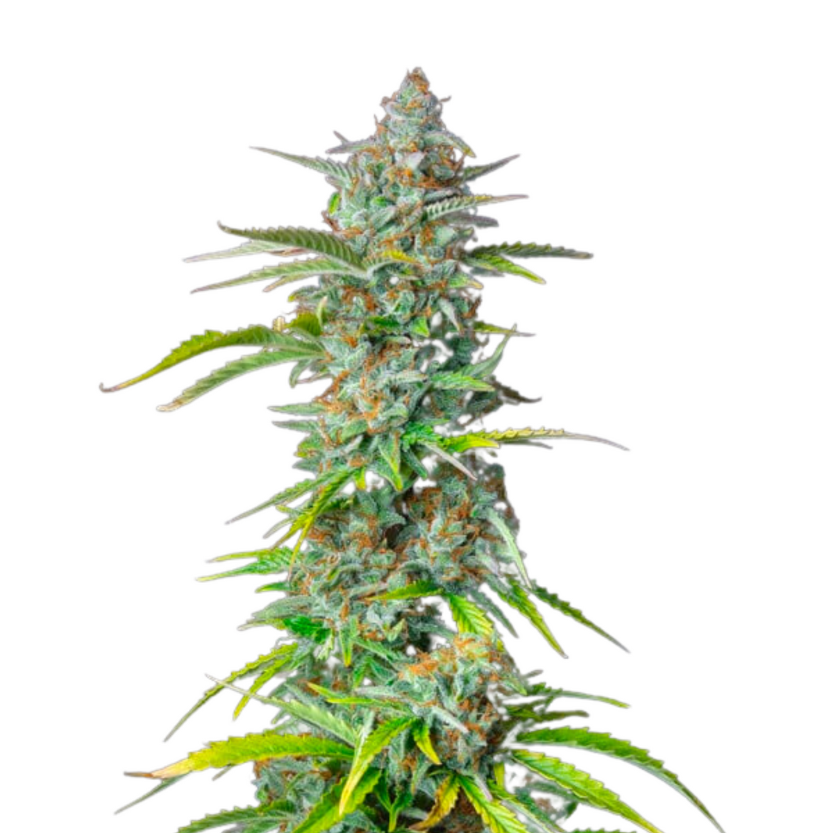 NORTHERN LIGHT AUTO