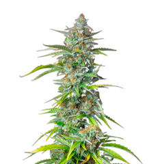 NORTHERN LIGHT AUTO