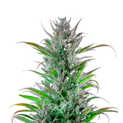 NORTHERN LIGHT FEM