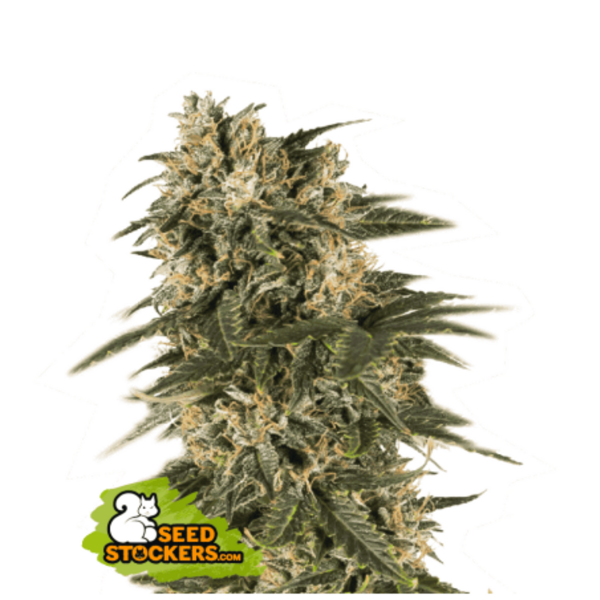 NORTHERN LIGHTS AUTO