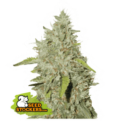 NORTHERN LIGHTS FEM