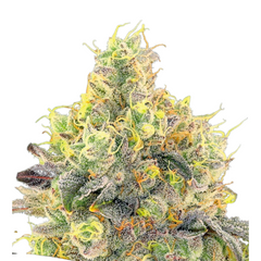 NOVA OG – ANESIA SEEDS