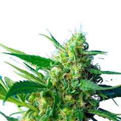 NYC DIESEL AUTO