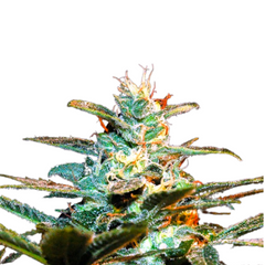 NYC DIESEL