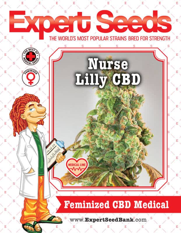 Nurse Lilly CBD Seeds
