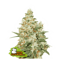 O.G KUSH AUTO
