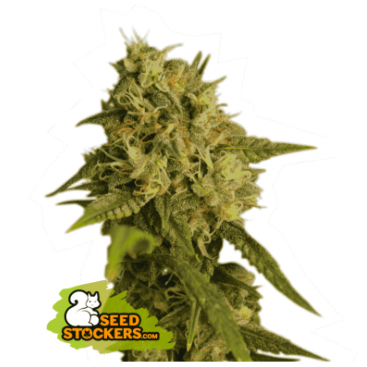 O.G KUSH FEM