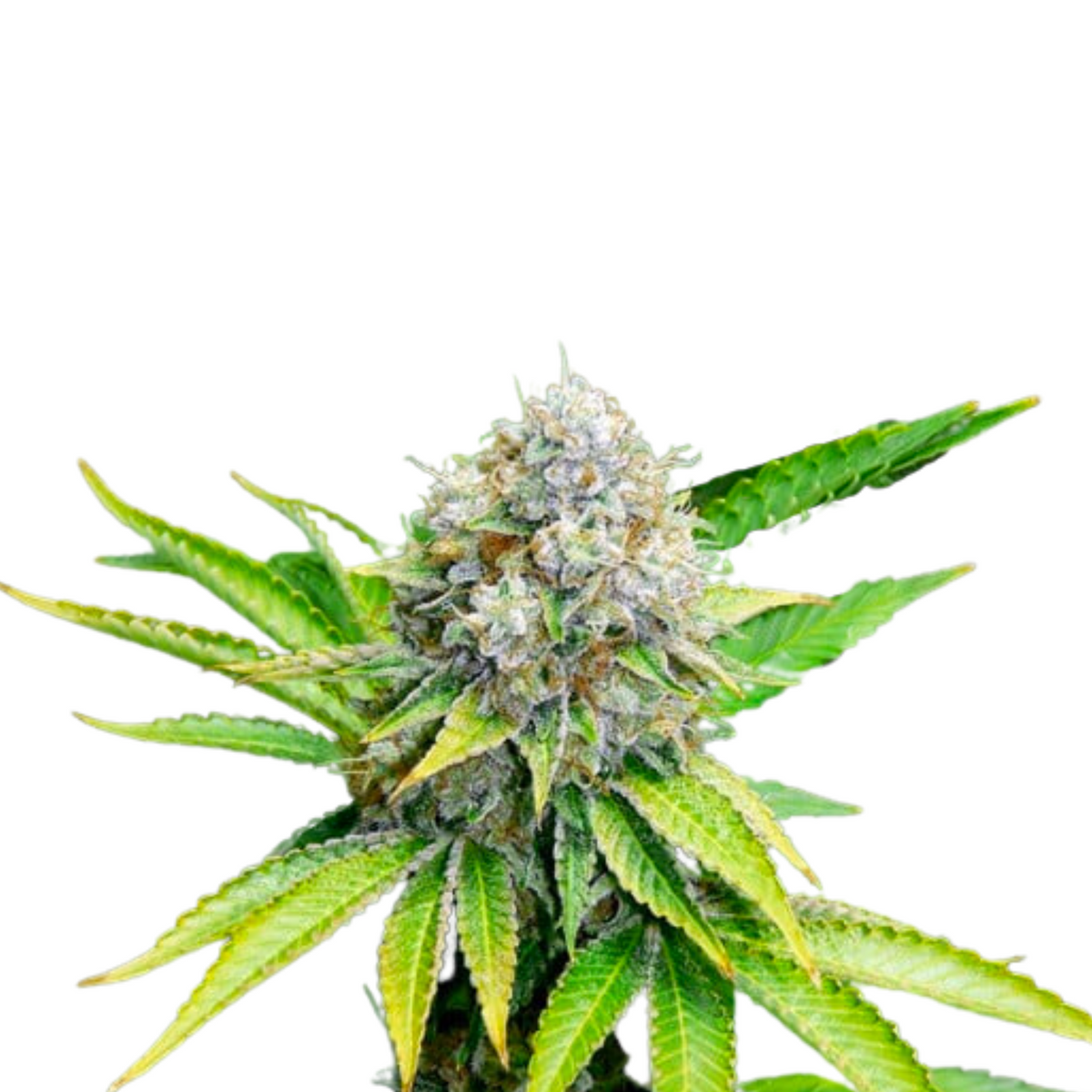 O.G KUSH FEM