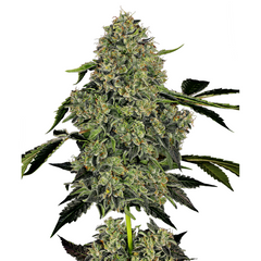 OG KUSH AUTO  - BARNEY'S FARM