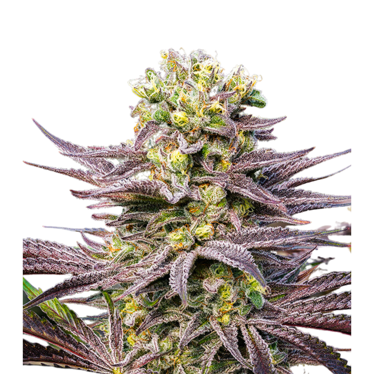 ORACLE OCTANE – ANESIA SEEDS