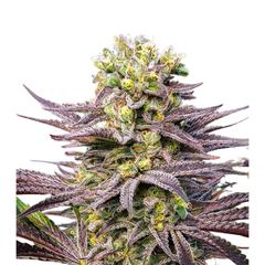 ORACLE OCTANE – ANESIA SEEDS
