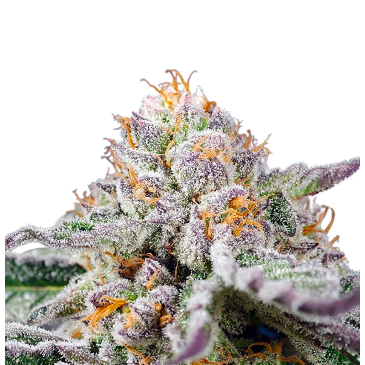 ORANGE APRICOT GLUE XL AUTO