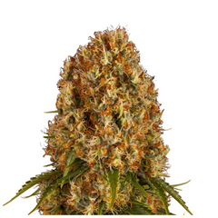 ORANGE SHERBERT  - BARNEY'S FARM