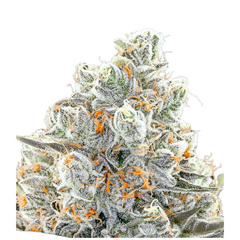 ORIGINAL GORILLA #4 – ANESIA SEEDS