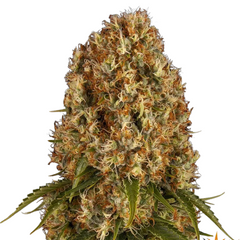 ORANGE SHERBERT AUTO - 420 FASTBUDS