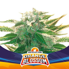 Orange Blossom XXL Auto BIGGER. STRONGER. FASTER SEEDS