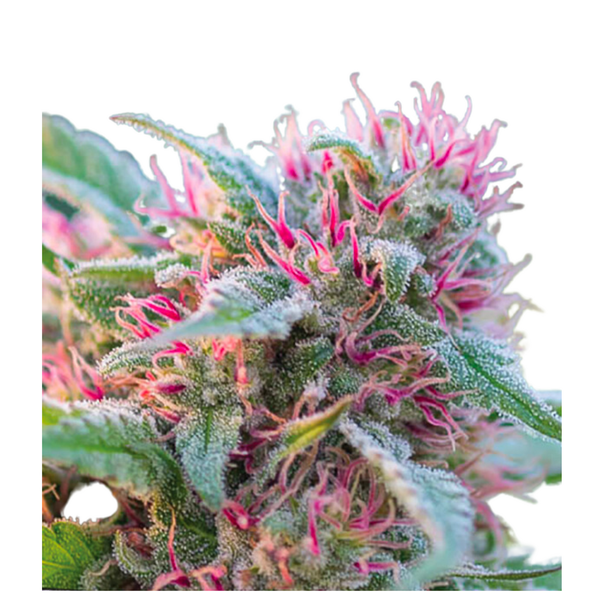 PANAMA RED – ANESIA SEEDS