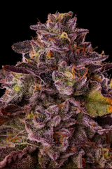 SEED JUNKY PERMANENT MARKER S1 PACK 5 FEM