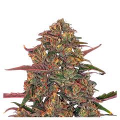PINEAPPLE CHUNK  - BARNEY'S FARM