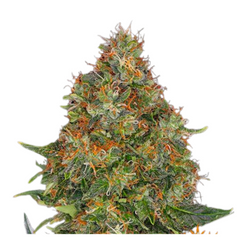 PINEAPPLE EXPRESS AUTO  - BARNEY'S FARM