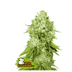 PINEAPPLE FEM